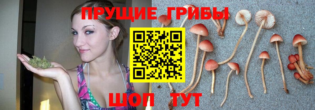 Псилоцибиновые грибы Psilocybine cubensis  Вход с VPN  Родники 